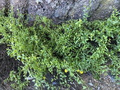 Nanorrhinum heterophyllum