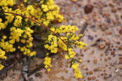 Acacia brachyclada