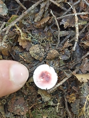 Russula roseopileata