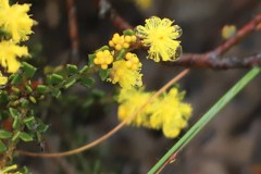 Acacia brachyclada