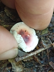 Russula roseopileata