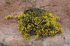 Acacia brachyclada