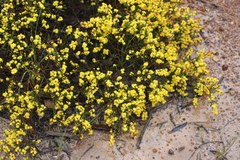 Acacia brachyclada