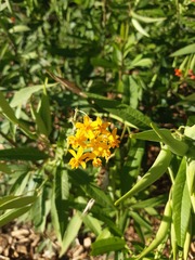 Asclepias curassavica