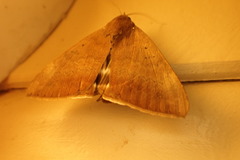 Achaea eusciasta