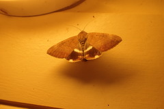 Achaea eusciasta