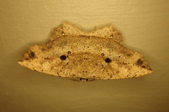 Polyacme subpulchra