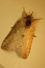 Nycteola polycyma