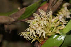 Maxillaria densa