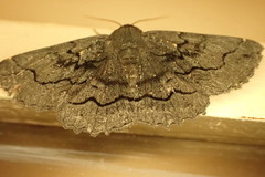 Melanodes anthracitaria