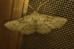 Melanodes anthracitaria