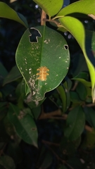 Phobetron hipparchia