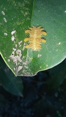 Phobetron hipparchia