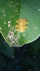 Phobetron hipparchia