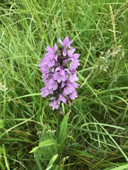 Dactylorhiza × grandis