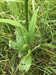 Dactylorhiza × grandis
