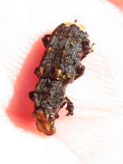 Platyrhinus resinosus