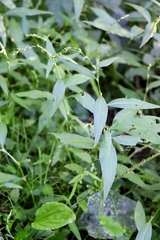 Persicaria hydropiper