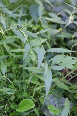 Persicaria hydropiper