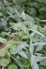 Persicaria hydropiper