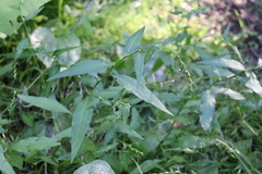 Persicaria hydropiper