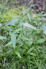 Persicaria hydropiper