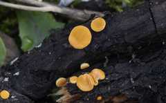 Hypocrea aureoviridis