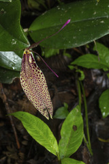 Restrepia guttulata