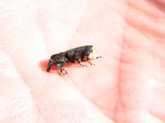 Platyrhinus resinosus