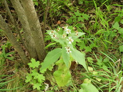 Eurybia furcata