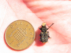 Platyrhinus resinosus