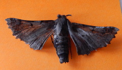 Hypographa phlegetonaria