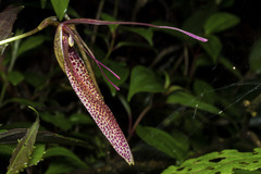Restrepia guttulata