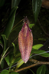 Restrepia guttulata