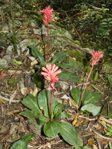 Image of Stenorrhynchos albidomaculatum by (c) Kai Squires, some rights reserved (CC BY)