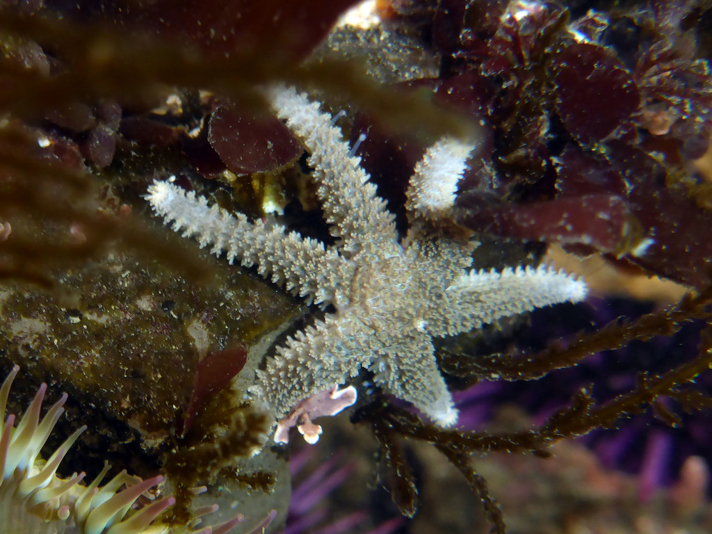 Six-rayed Star, photo 1 of 7