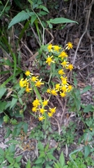 Senecio scandens incisus