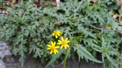 Senecio taitungensis