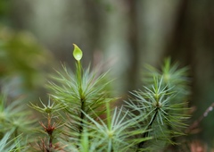 Dawsonia