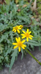 Senecio taitungensis