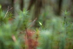 Dawsonia