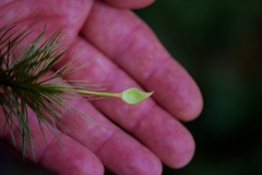 Dawsonia