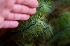Dawsonia