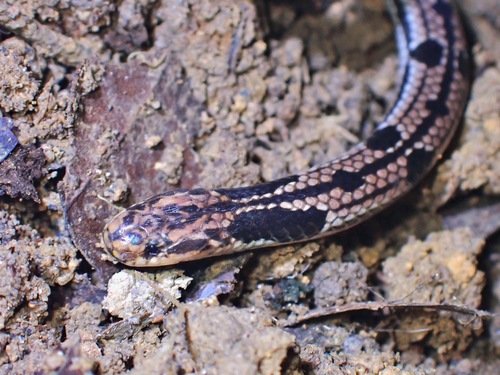 Grey Coralsnake