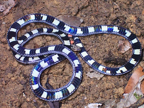 Grey Coralsnake