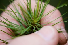 Dawsonia