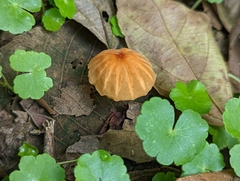 Marasmius berteroi