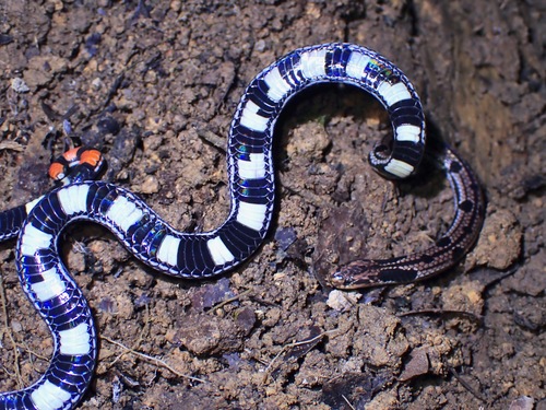 Photo of a Spotted Coral Snake (Calliophis gracilis)