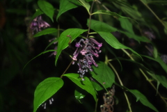 Buddleja lindleyana