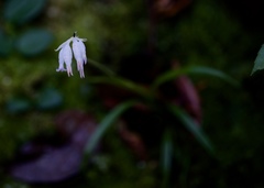 Burmannia longifolia